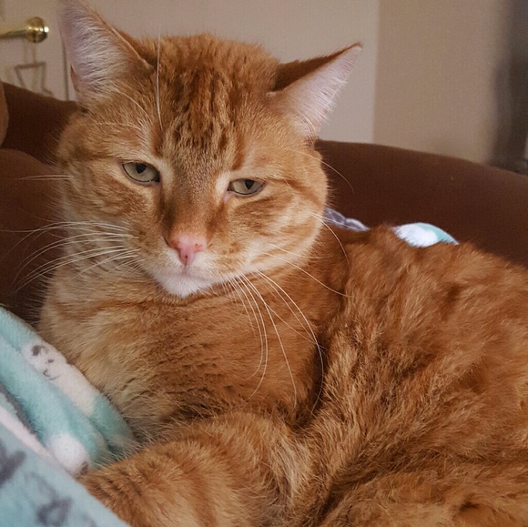 Meet your Posher, Michaela - Picture 2 of 3